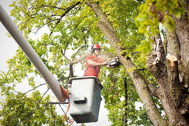 Best Hazardous Tree Removal  in Claremont, CA